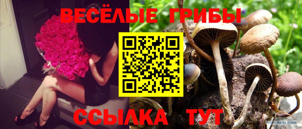 Кушва  Галлюциногенные грибы Psilocybe  Вход с VPN 